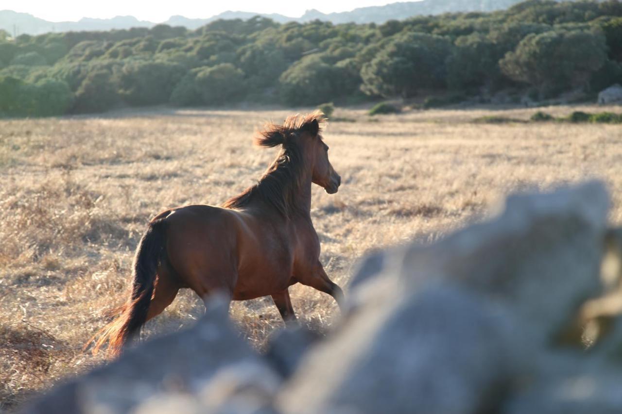 A Loghja Di Cavallo Morto Bonifacio  Exterior foto